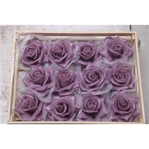 Wax Roos Lila-milka