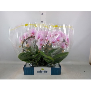 Phalaenopsis   ...rose