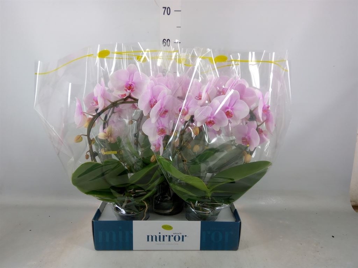 <h4>Phalaenopsis   ...rose</h4>