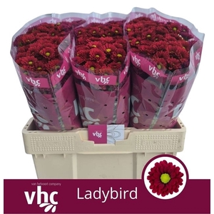 CHR SAN LADYBIRD