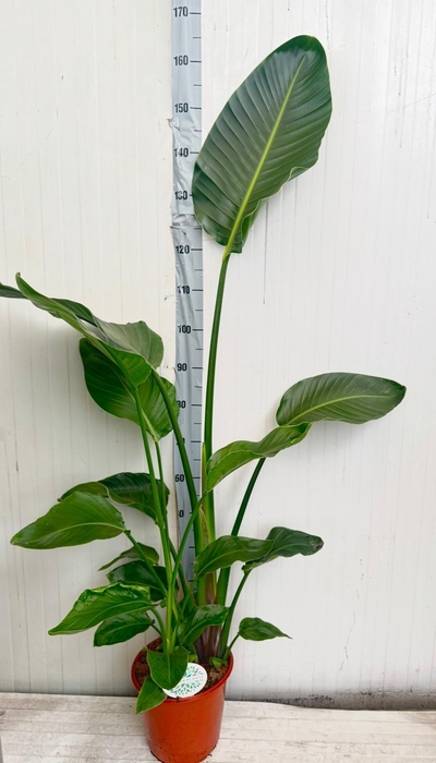 <h4>STRELITZIA NICOLAI</h4>