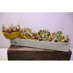 arr8 Narc O Tete A Tete