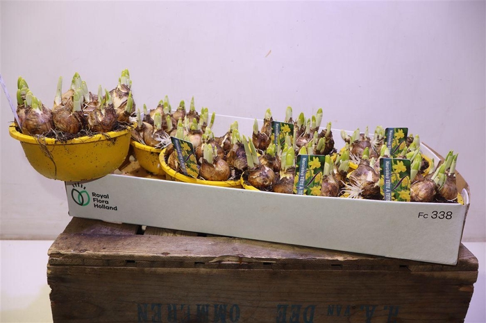 arr8 Narc O Tete A Tete