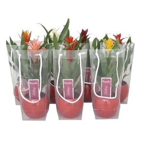 Guzmania gemengd in rode bolpot in blanco draagtas