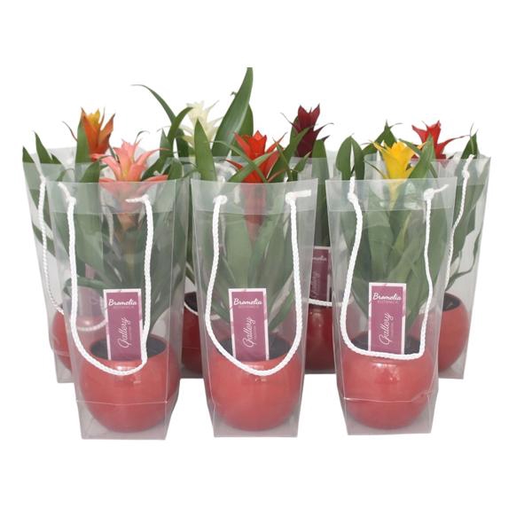 <h4>Guzmania gemengd in rode bolpot in blanco draagtas</h4>