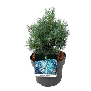 Pinus sylv. 'Watereri'