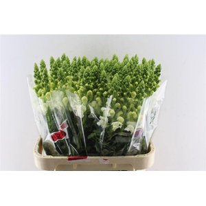 Antirrhinum Antibes White