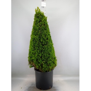 Buxus semp.   ...