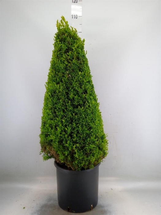 <h4>Buxus semp.   ...</h4>