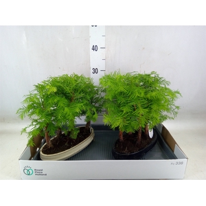 Bonsai   ...