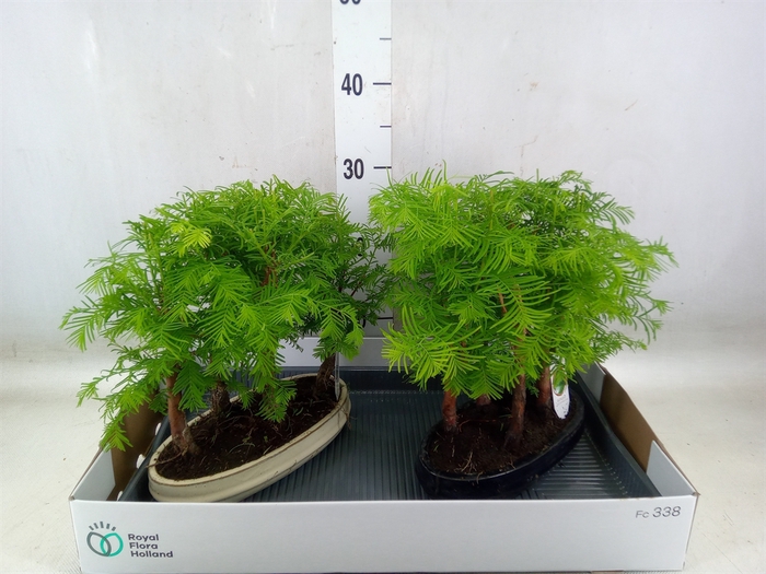 <h4>Bonsai   ...</h4>