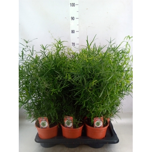 Asparagus falcatus