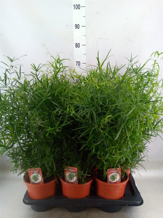 <h4>Asparagus falcatus</h4>