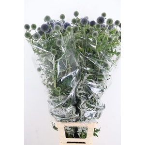 ECHINOPS BLUE GLOBE SPRAY
