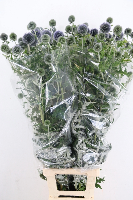 <h4>ECHINOPS BLUE GLOBE SPRAY</h4>