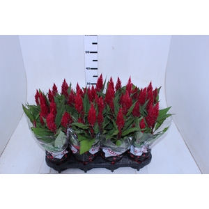 CELOSIA FLAME RED P14