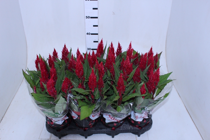 CELOSIA FLAME RED P14