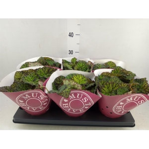 Begonia BD 'Lime Fever'