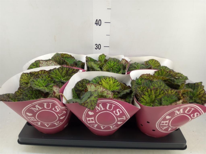 <h4>Begonia BD 'Lime Fever'</h4>