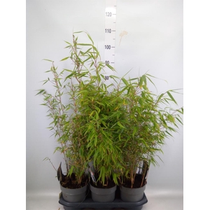 Fargesia rufa