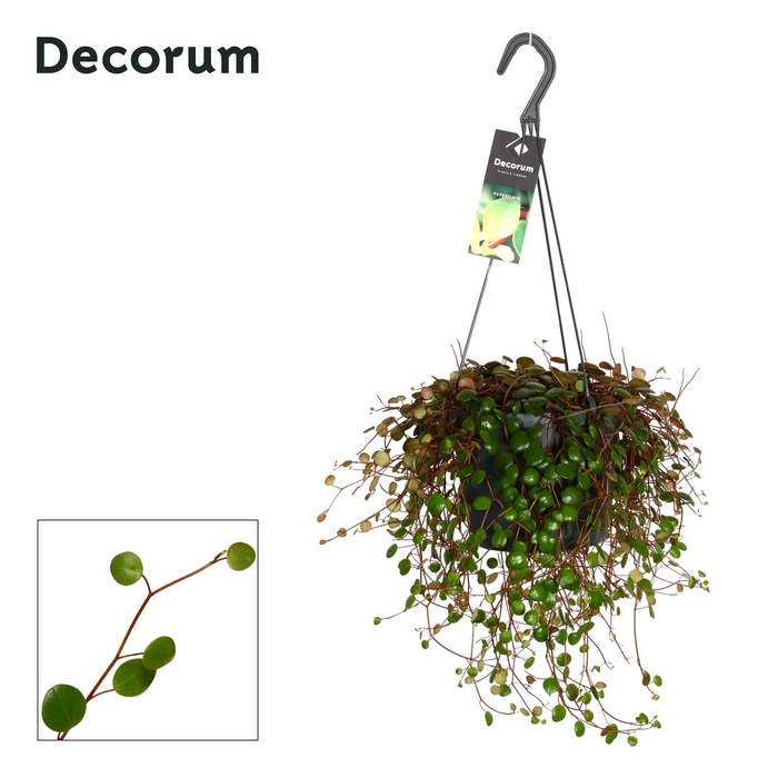 <h4>Peperomia 'Pepperspot' 17 cm hangpot</h4>
