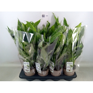 Spathiphyllum  'Diamond'