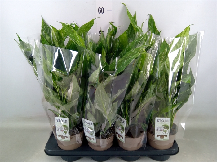 <h4>Spathiphyllum  'Diamond'</h4>