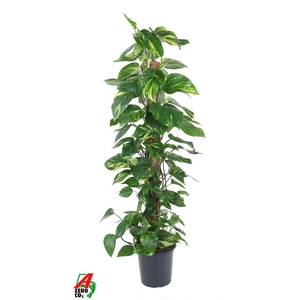 Epipremnum Pinnatum P24