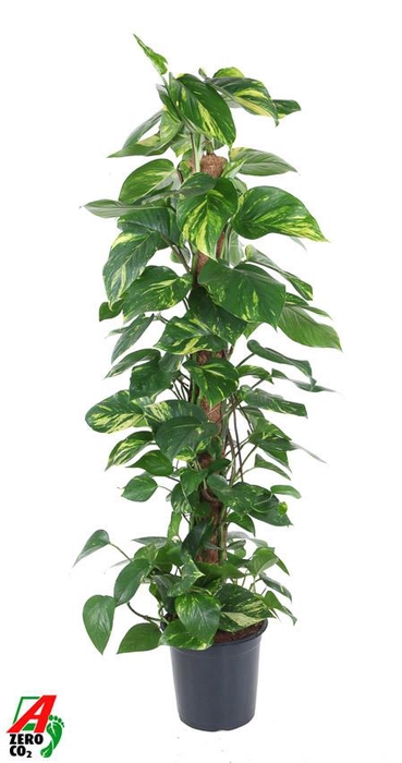<h4>Epipremnum Pinnatum P24</h4>