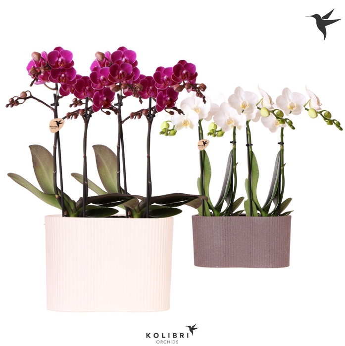 <h4>Kolibri Orchids Phalaenopsis mix 4 spike in Gili twin pot mix</h4>