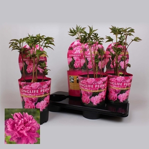 Paeonia 21CM C4 Roze Longlife Exclusive