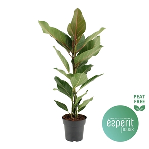 Ficus benghalensis Joy®