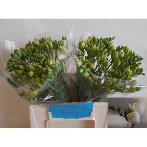 Freesia du Essence