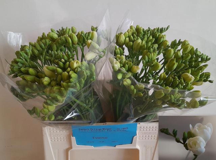 <h4>Freesia du Essence</h4>