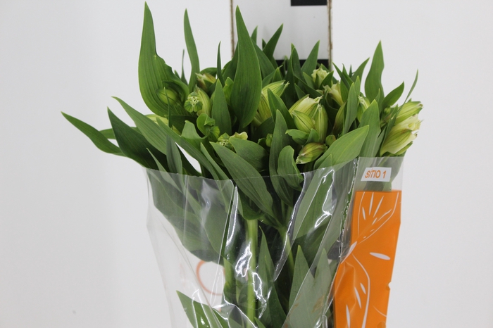 <h4>ALSTROEMERIA AKEMI 080 CM</h4>