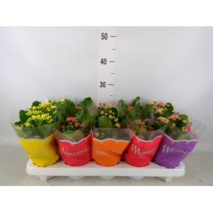 Kalanchoe blos.   ..rosebud mix  4