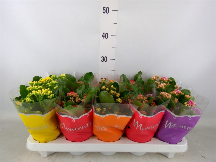 <h4>Kalanchoe blos.   ..rosebud mix  4</h4>