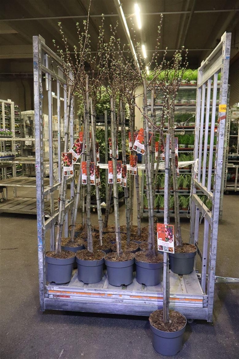 <h4>Malus Red Sentinel</h4>