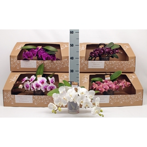 PHAL GEM