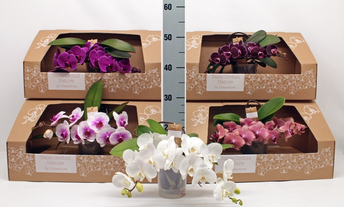 <h4>PHAL GEM</h4>