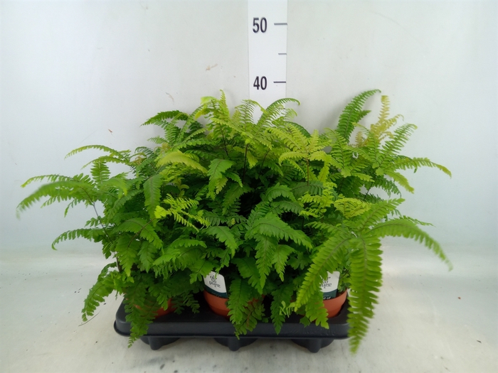 <h4>Adiantum tenerum 'Scutum Roseum'</h4>