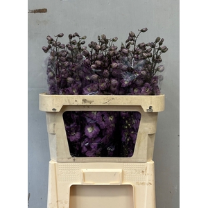 Delphinium Pink Floyd