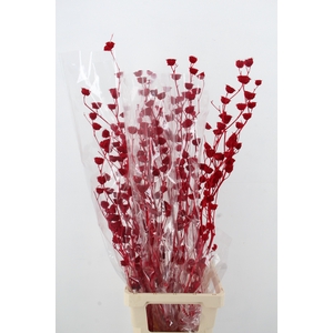 DF Lavatera Bs Red 120g