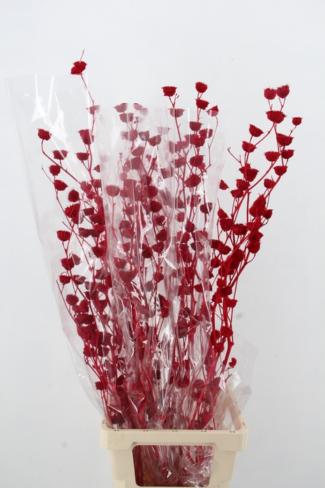 <h4>DF Lavatera Bs Red 120g</h4>