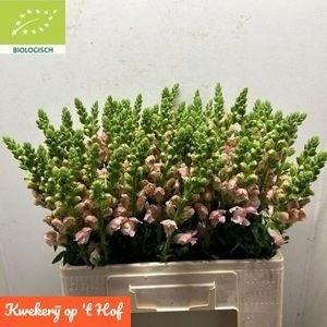 <h4>Antir Avignon Rose</h4>