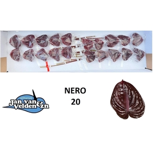 ANTH A NERO