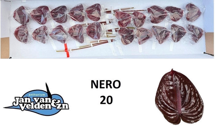 <h4>Anth A Nero</h4>
