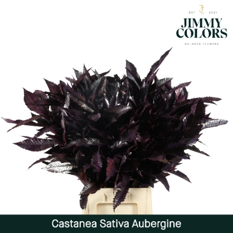 <h4>Castanea sativa Klbh. aubergine</h4>