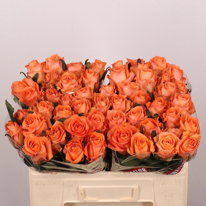 <h4>R GR ON FIRE</h4>