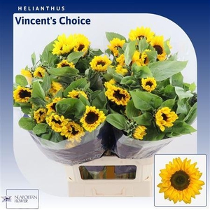 Helianthus Vincent's Choice